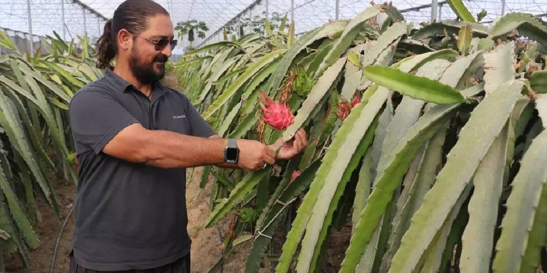 Nektar fazlalığı sorununu avantaja çevirdi! Hem meyvesini hem balını üretiyor: Bulduğu çözüme kendisi bile şaşırıyor 2